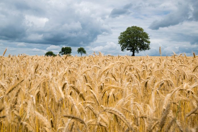 showing wheat field ready to harvest