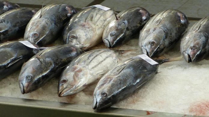 Tuna fish